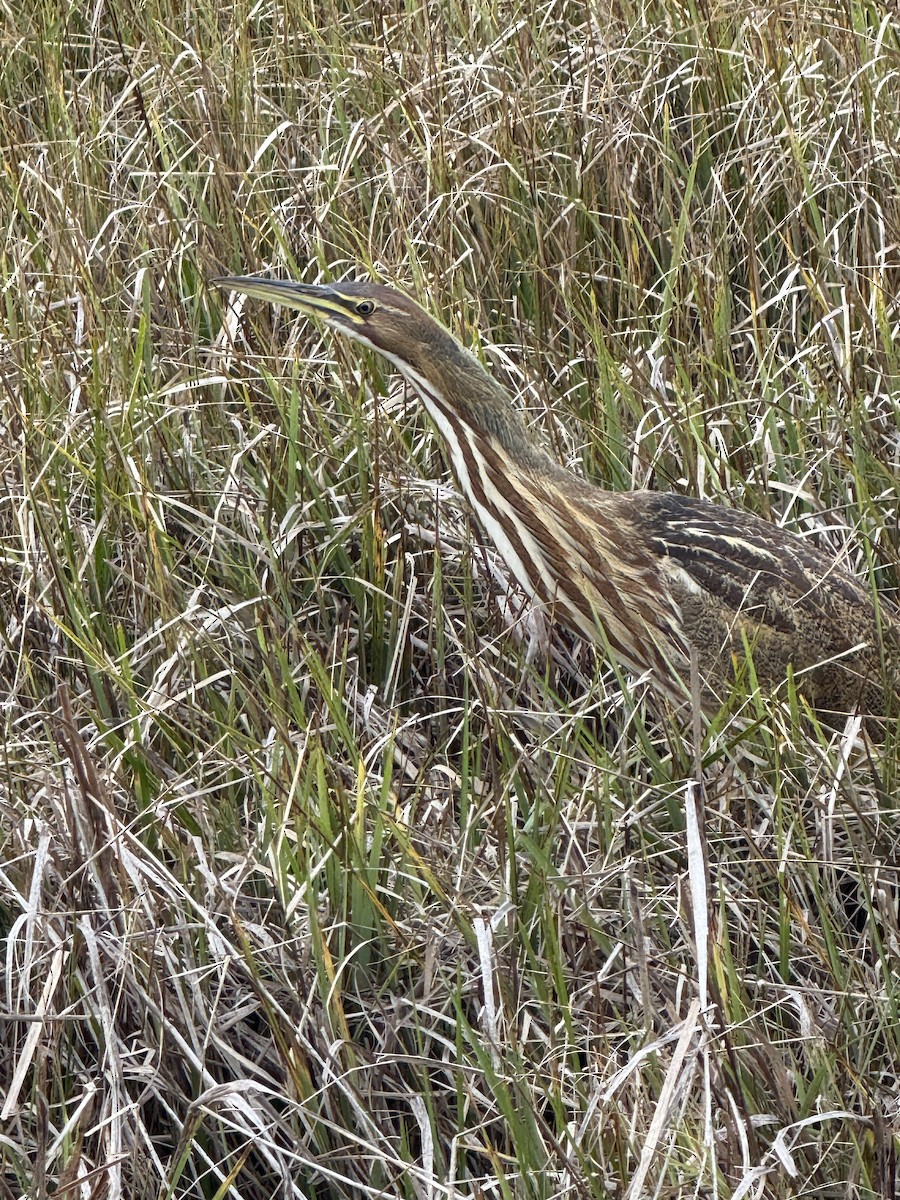 American Bittern - ML643518449