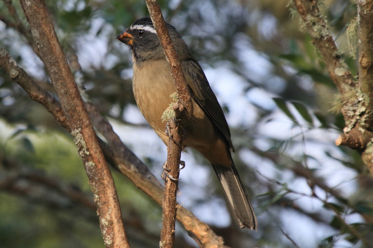 Thick-billed Saltator - ML643518452