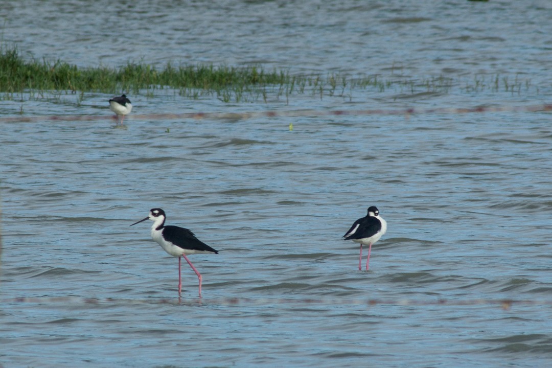 Black-necked Stilt - ML643518475