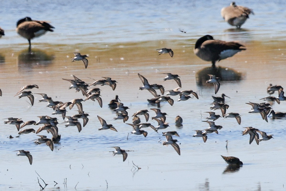 pygmésnipe - ML643518482