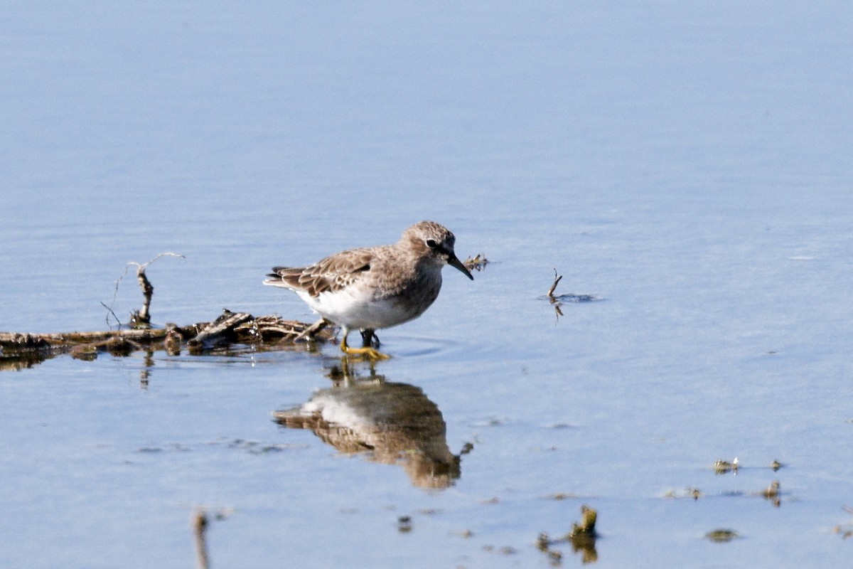 pygmésnipe - ML643518483