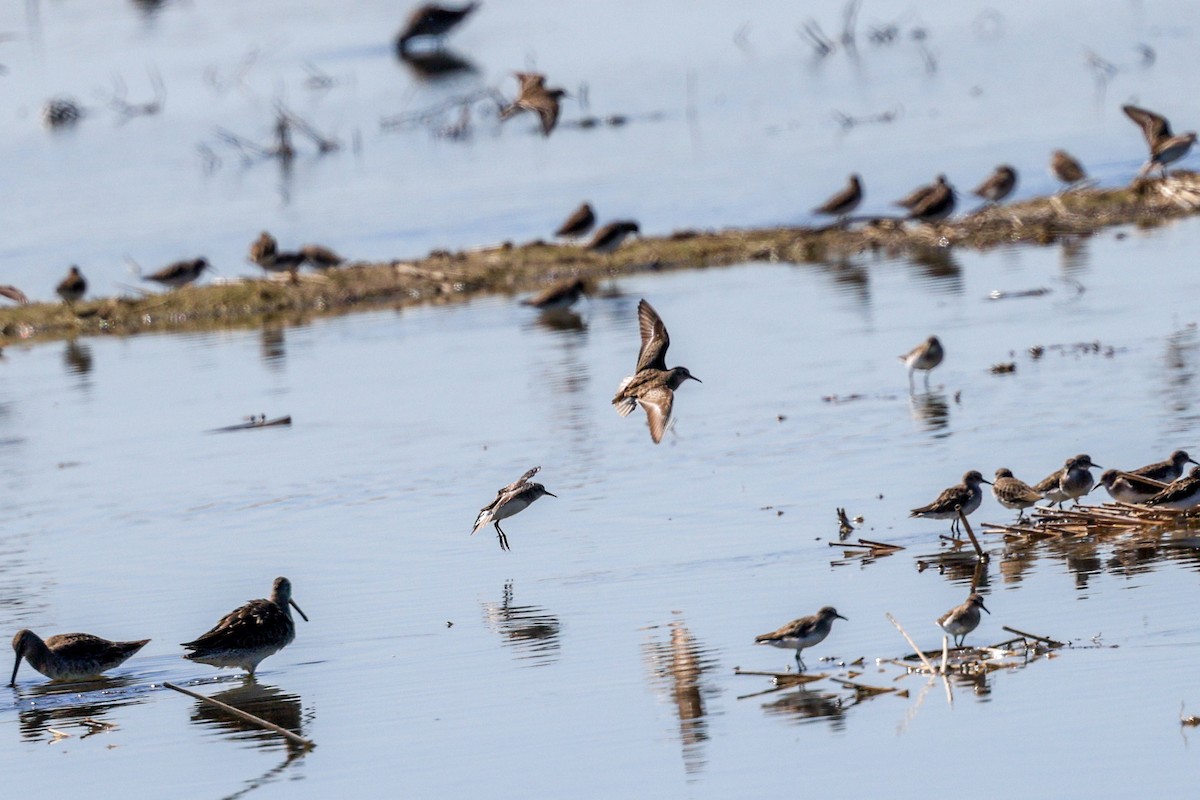 pygmésnipe - ML643518484