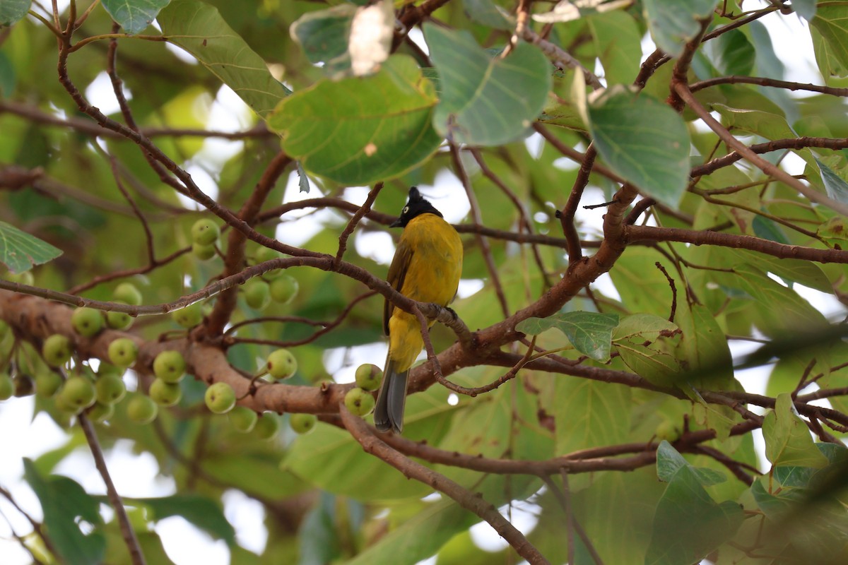 Black-crested Bulbul - ML643518486