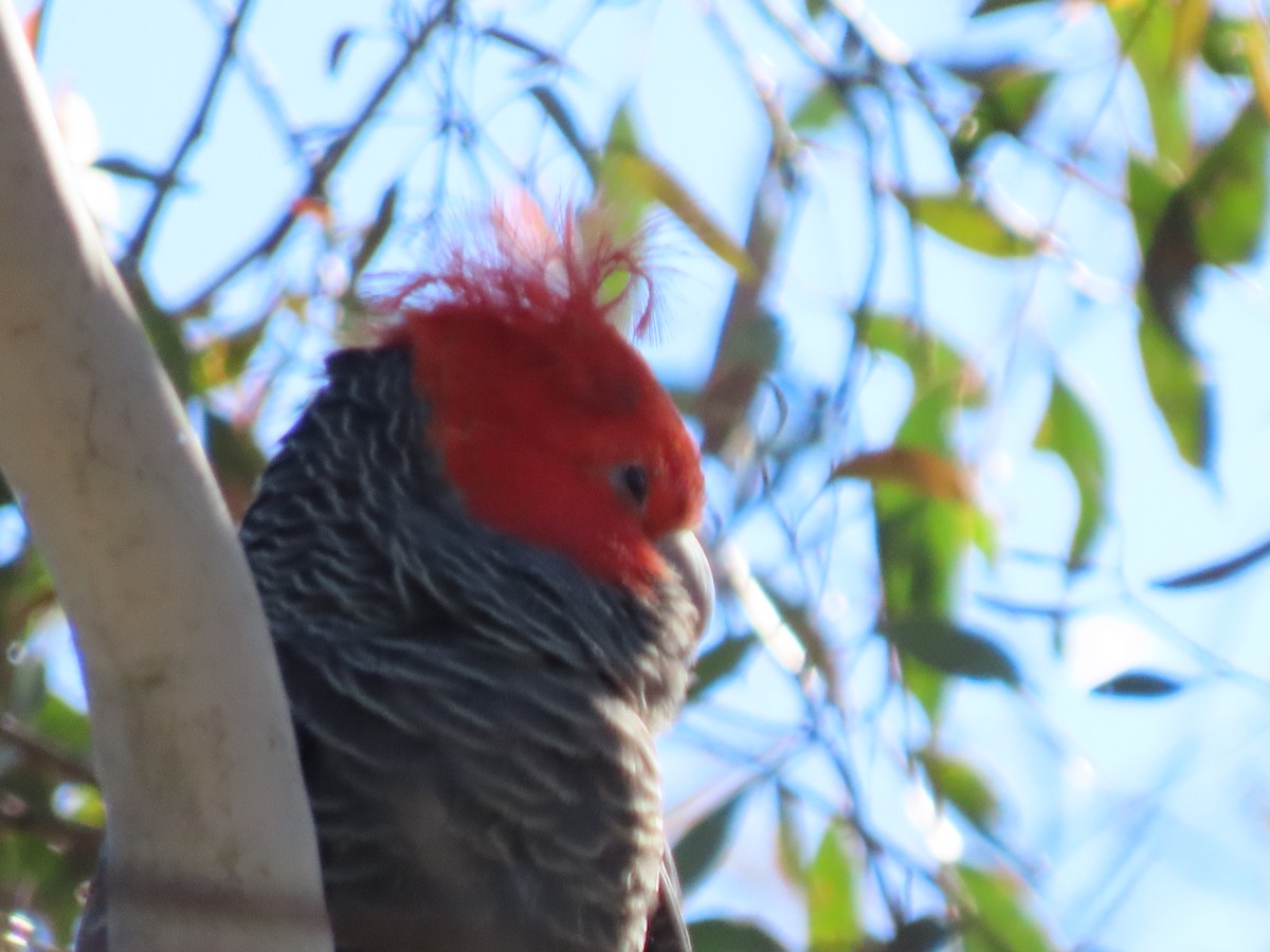 Gang-gang Cockatoo - ML643518493