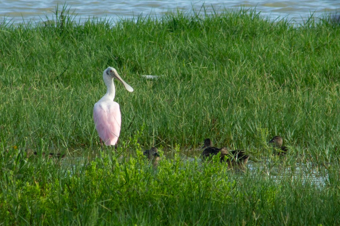 Roseate Spoonbill - ML643518494