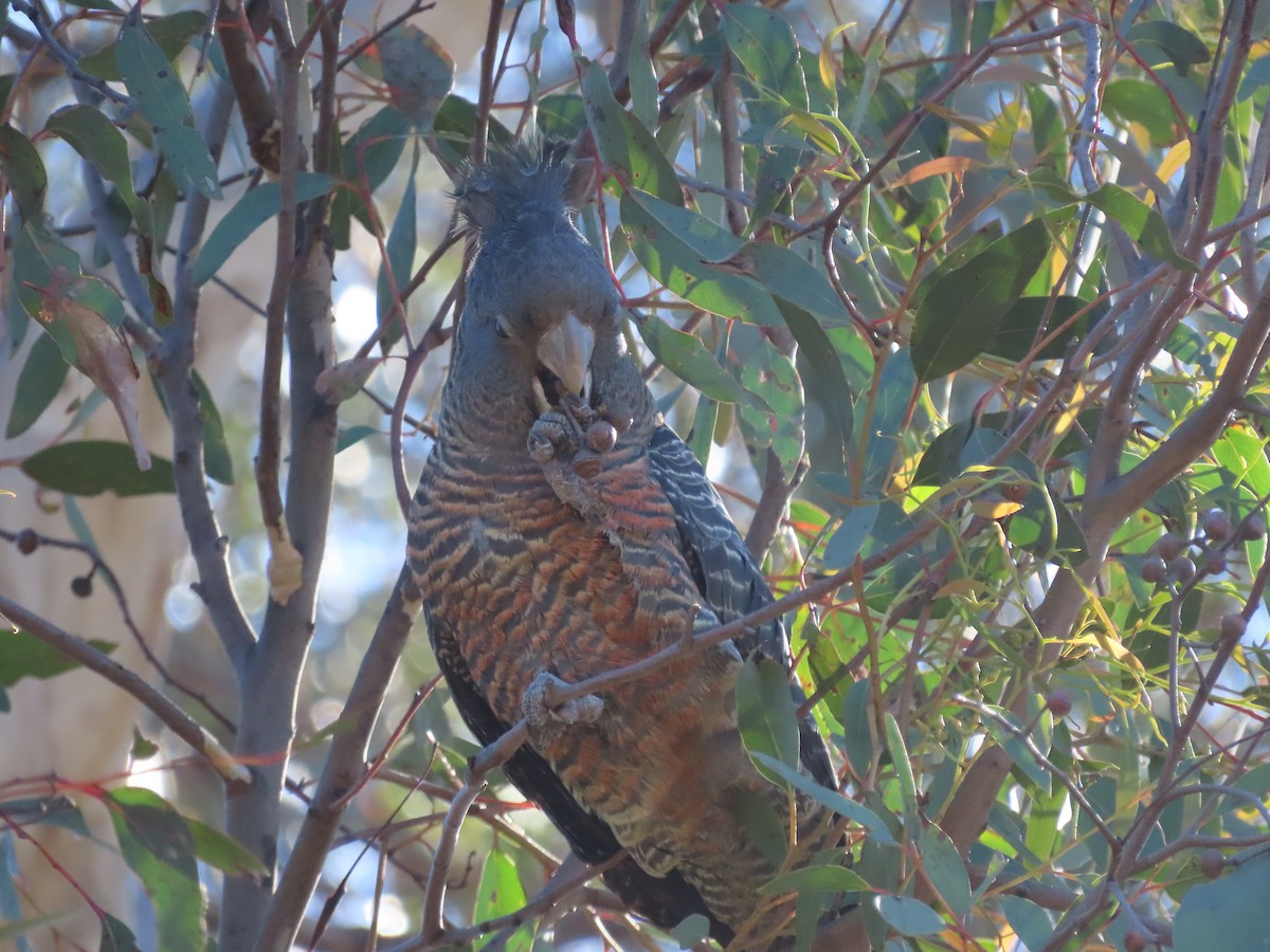 Gang-gang Cockatoo - ML643518501