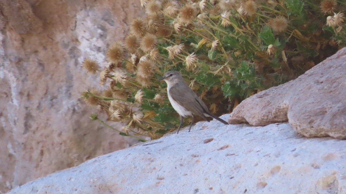 Spot-billed Ground-Tyrant - ML643518504