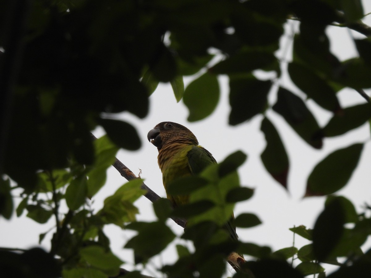 Brown-throated Parakeet - ML643518526