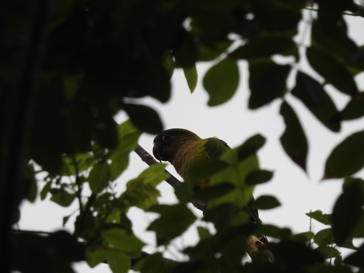 Brown-throated Parakeet - ML643518527