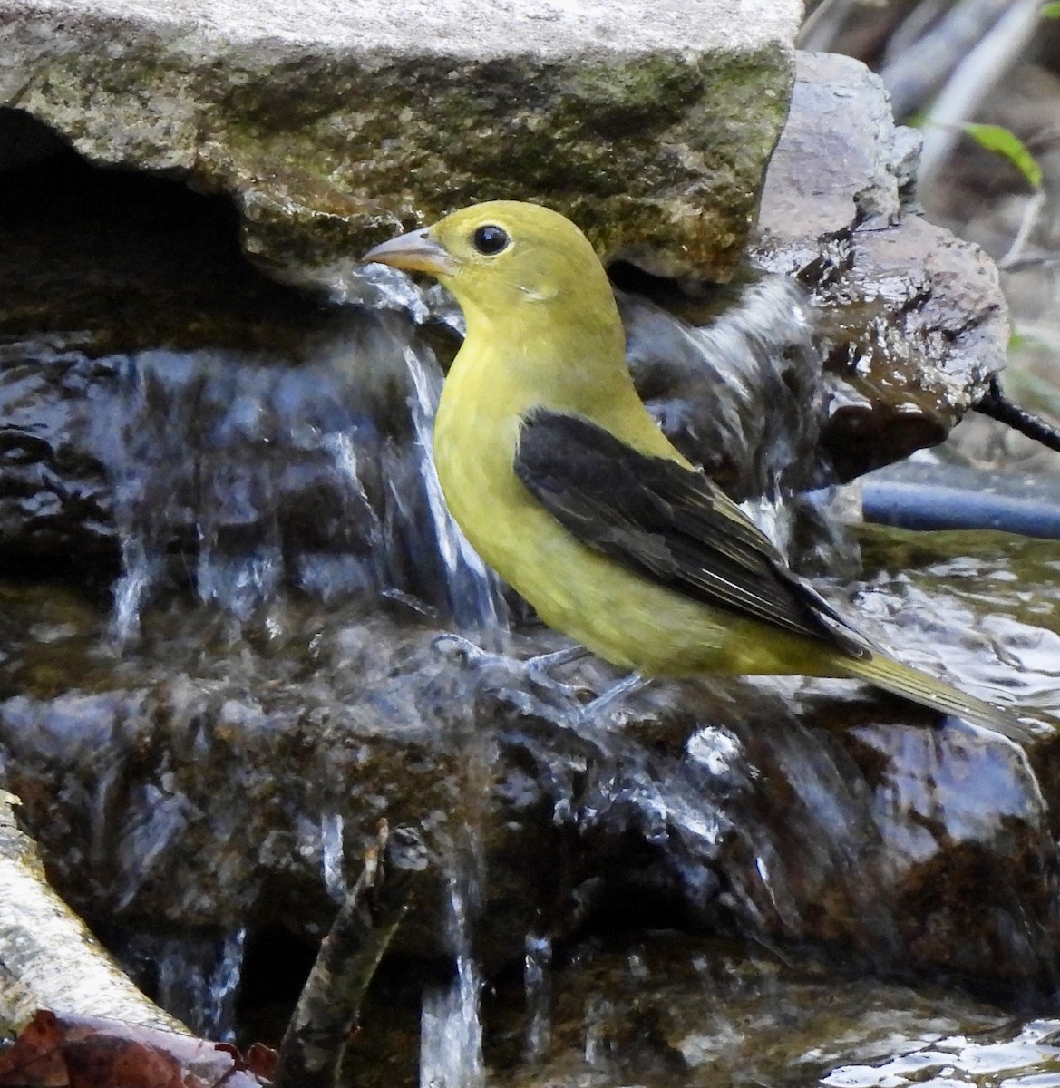 Scarlet Tanager - ML643518531