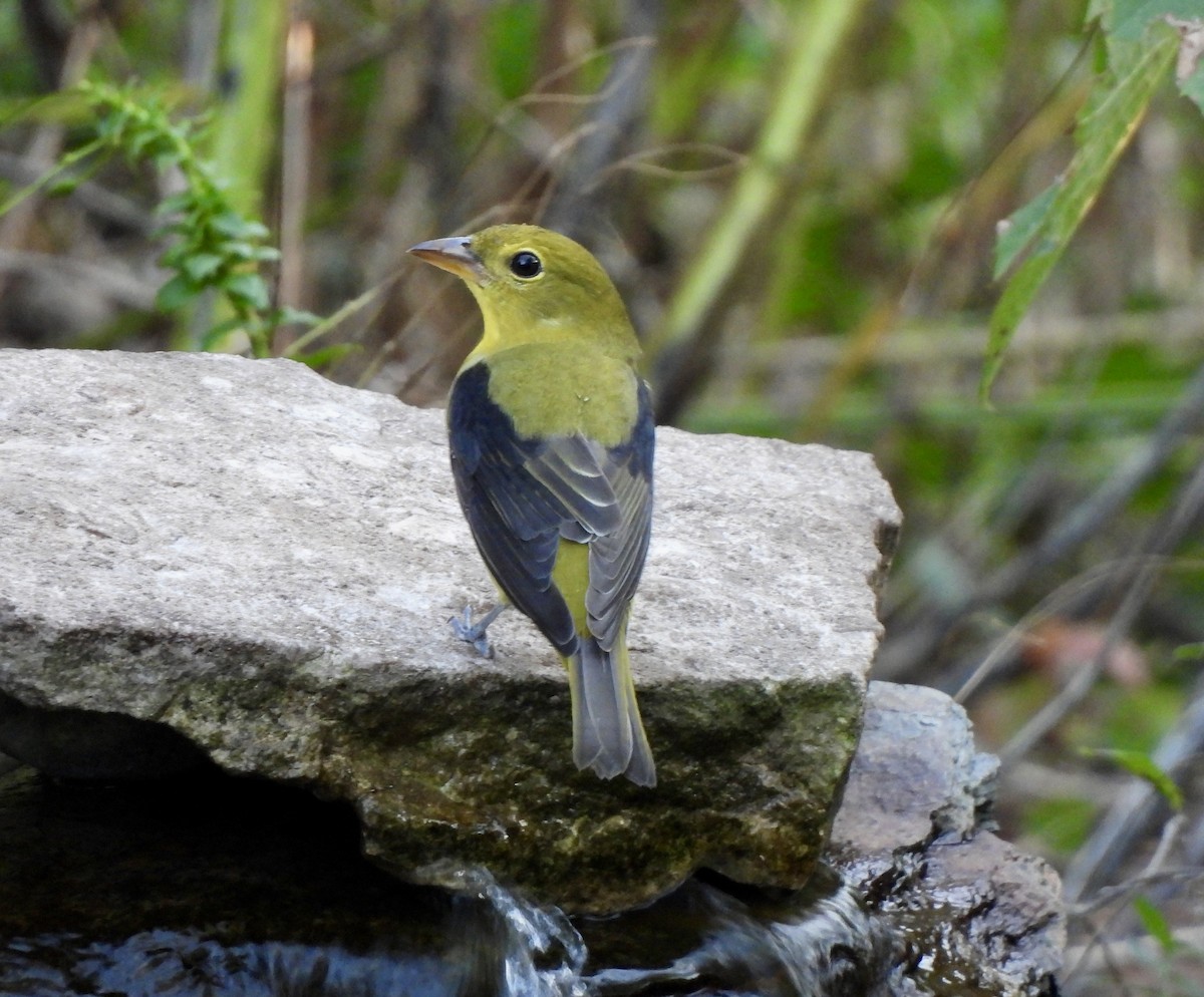 Scarlet Tanager - ML643518532