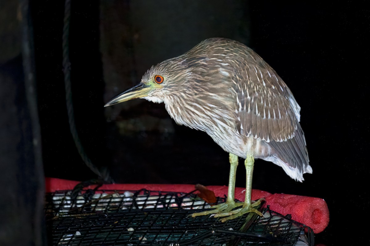 Black-crowned Night Heron - ML643518541