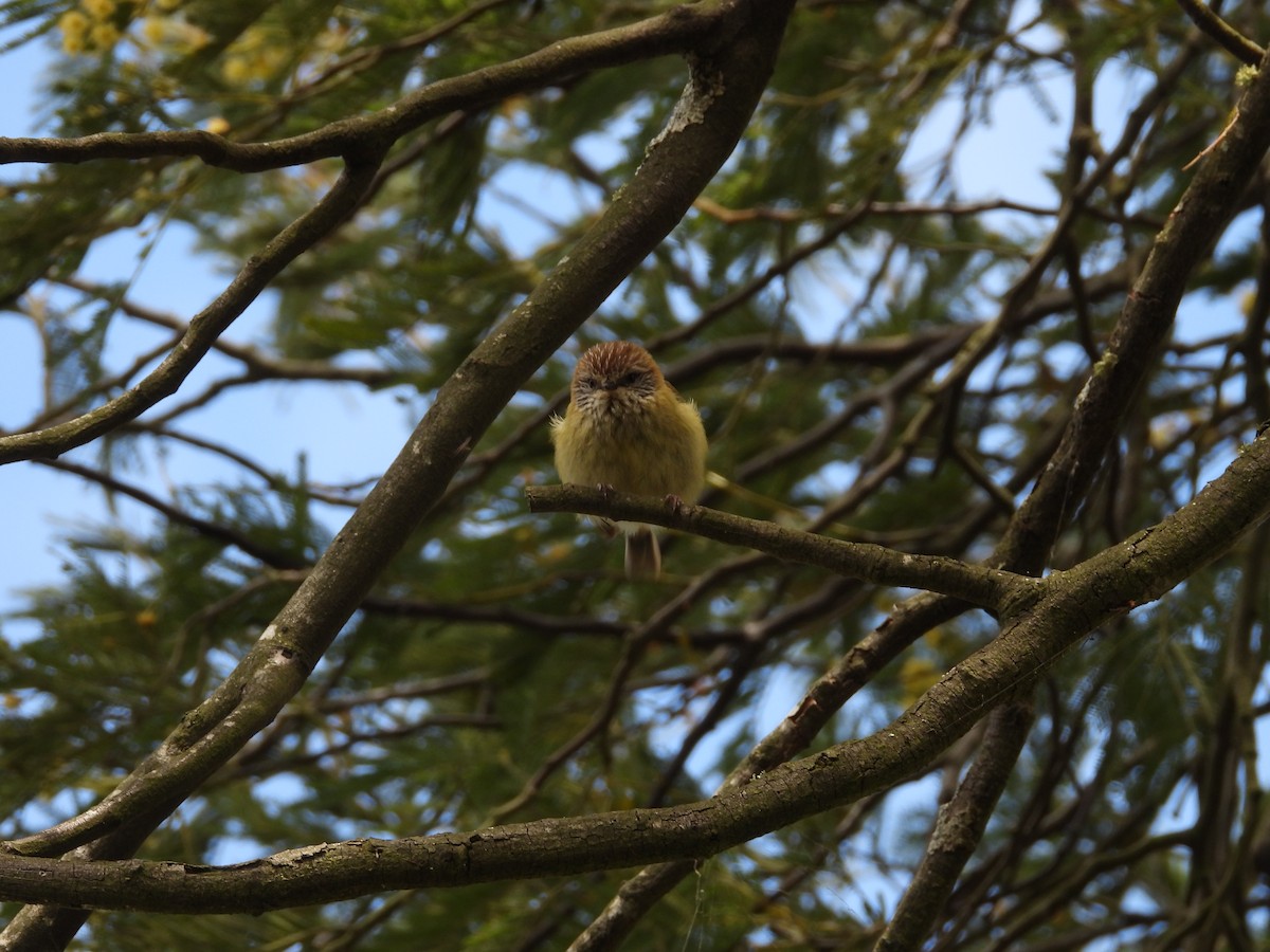 Striated Thornbill - ML643518566
