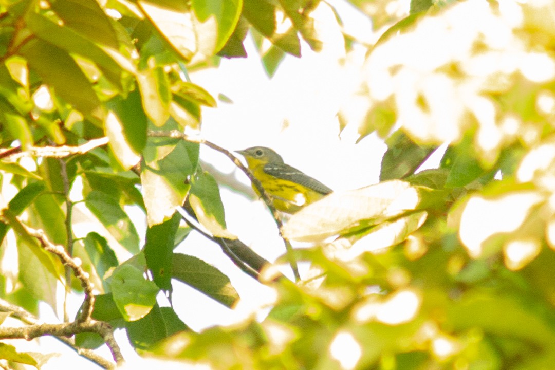 Magnolia Warbler - ML643518575