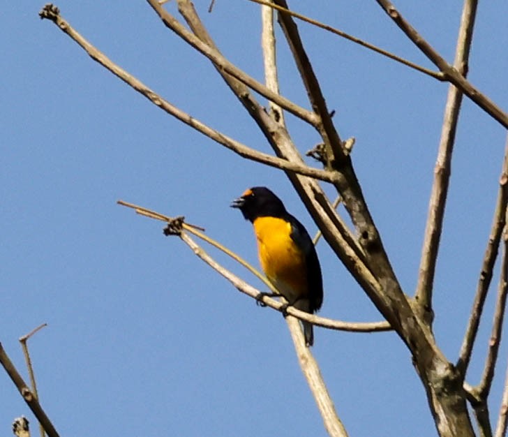White-vented Euphonia - ML643518578