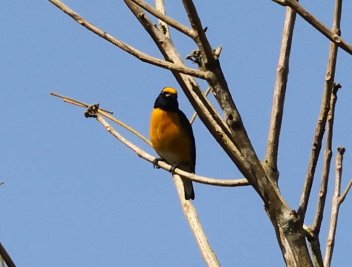 White-vented Euphonia - ML643518579