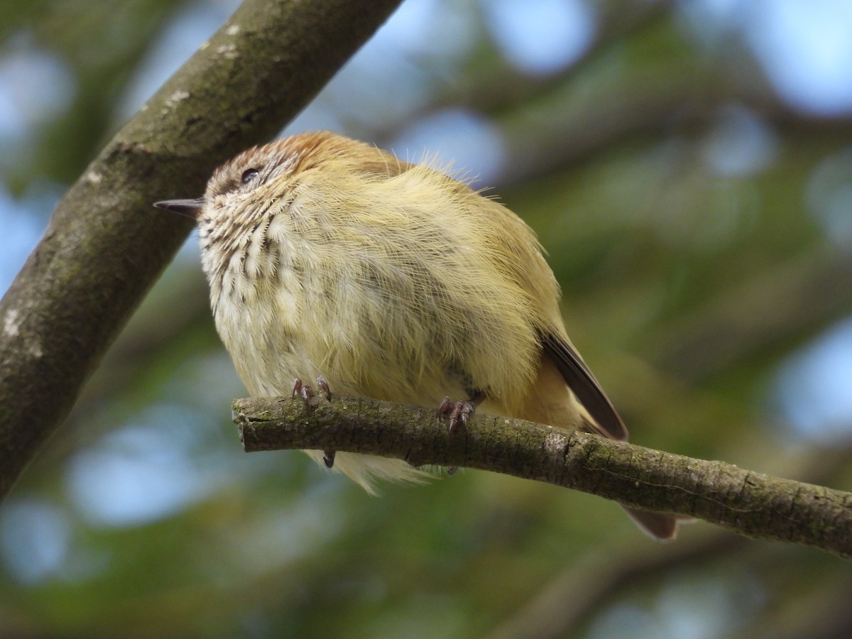 Striated Thornbill - ML643518582