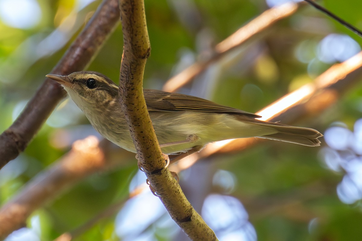 Вівчарик світлоногий - ML643518585
