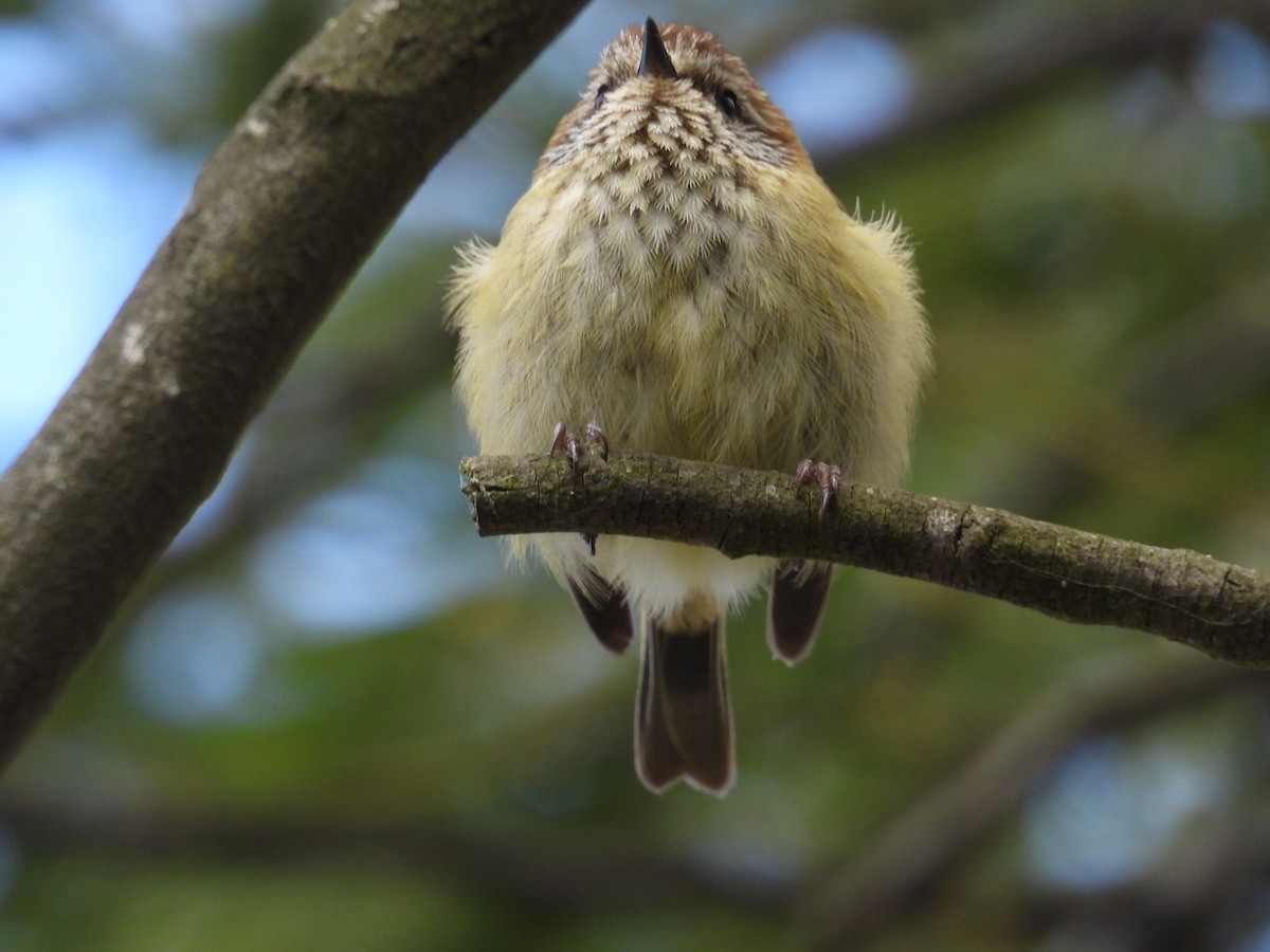 Striated Thornbill - ML643518588
