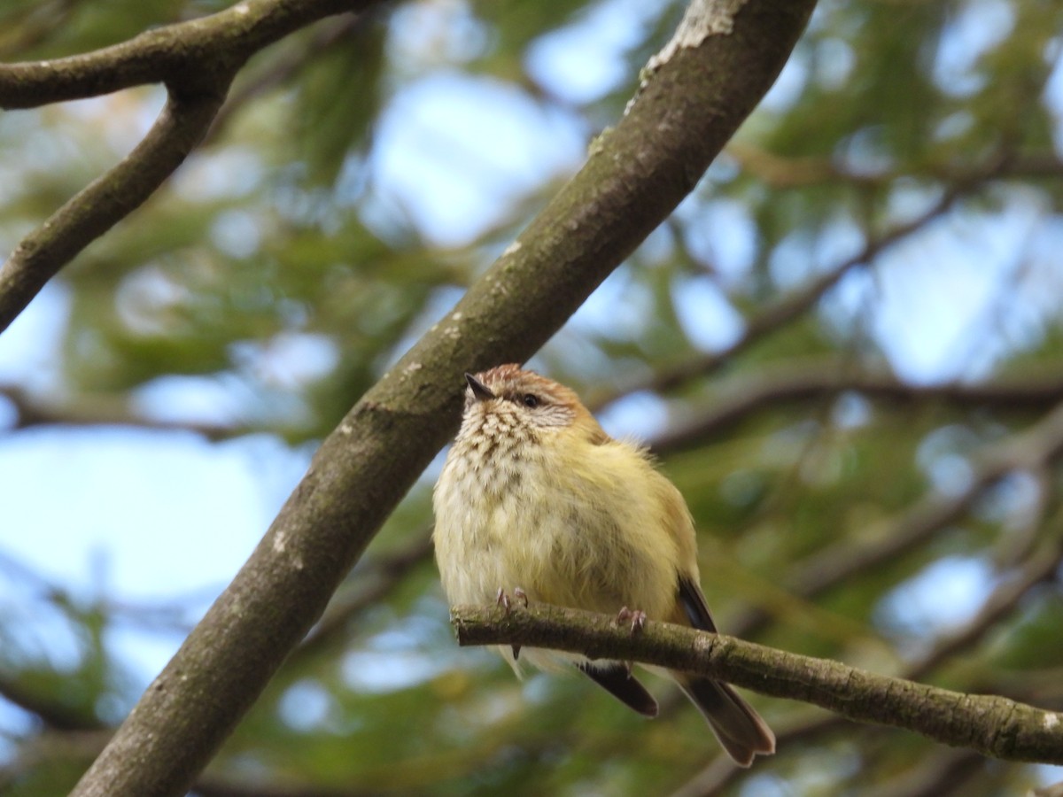 Striated Thornbill - ML643518591