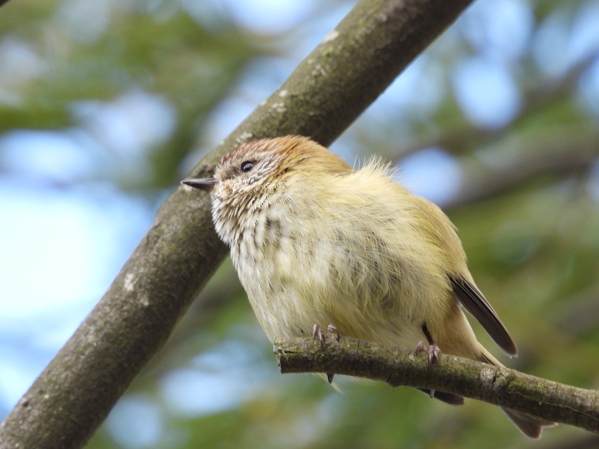 Striated Thornbill - ML643518593