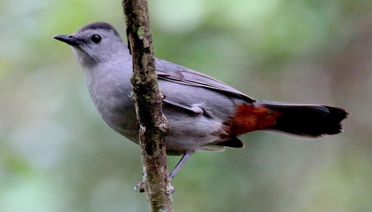 Gray Catbird - ML643518599