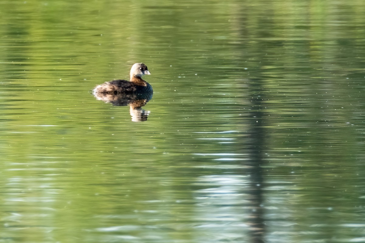 Pied-billed Grebe - ML643518602