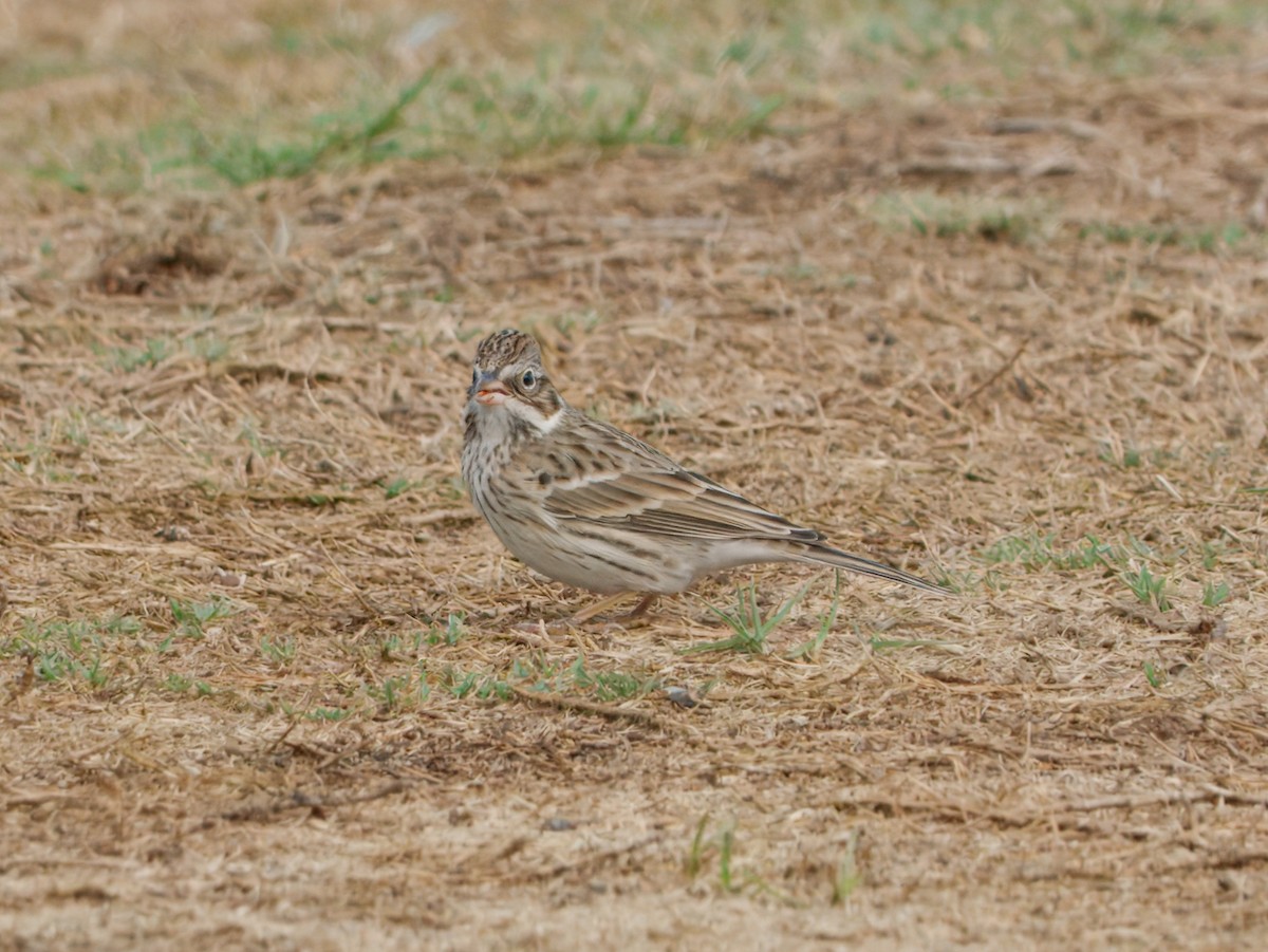 Vesper Sparrow - ML643518618
