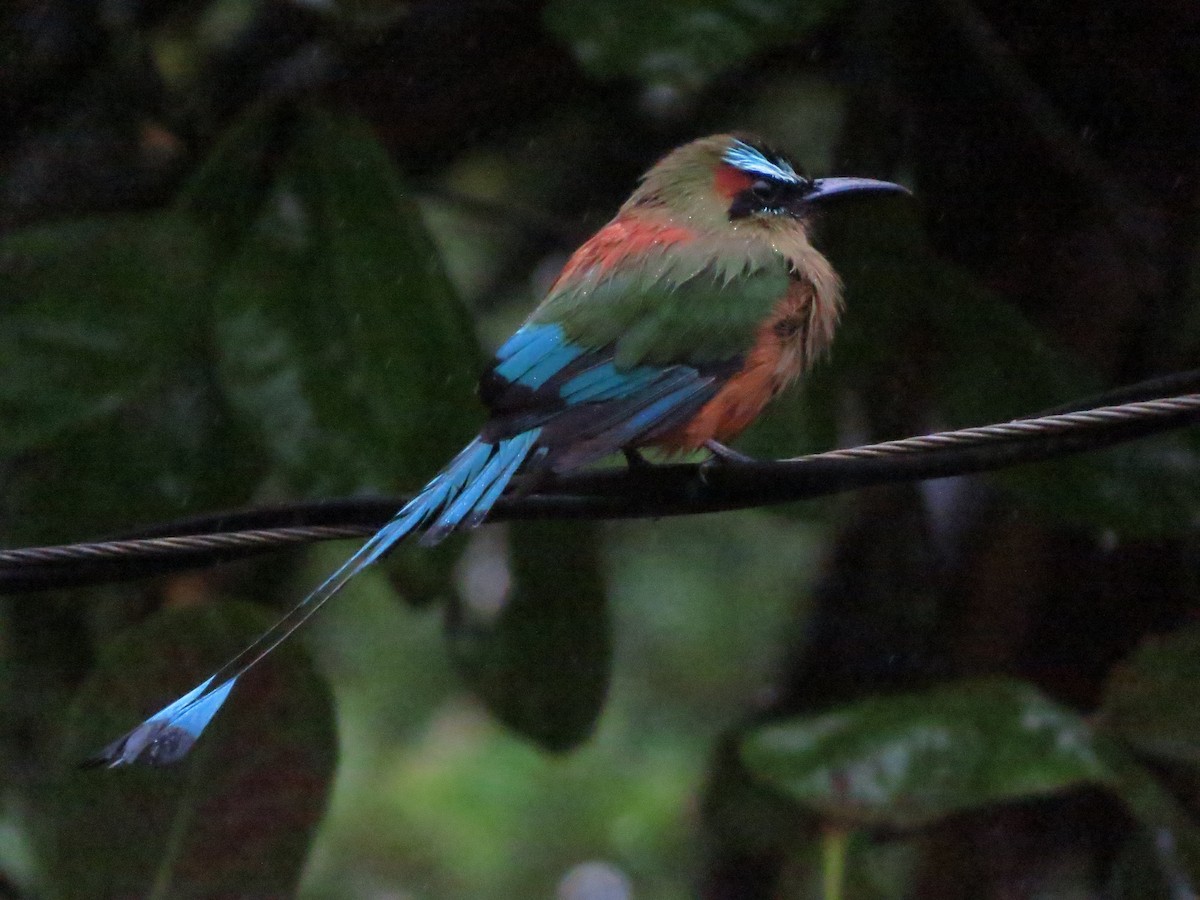 Turquoise-browed Motmot - ML643518620