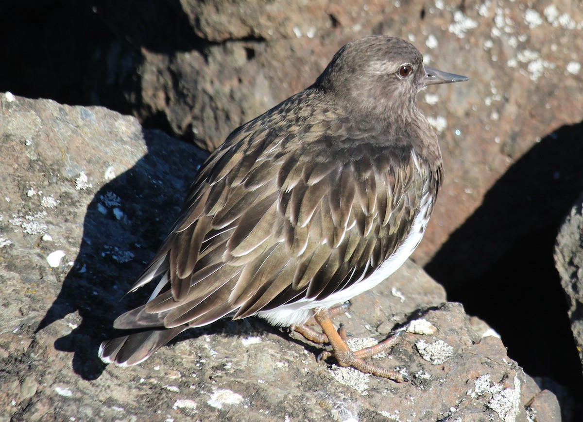 Black Turnstone - ML643518623