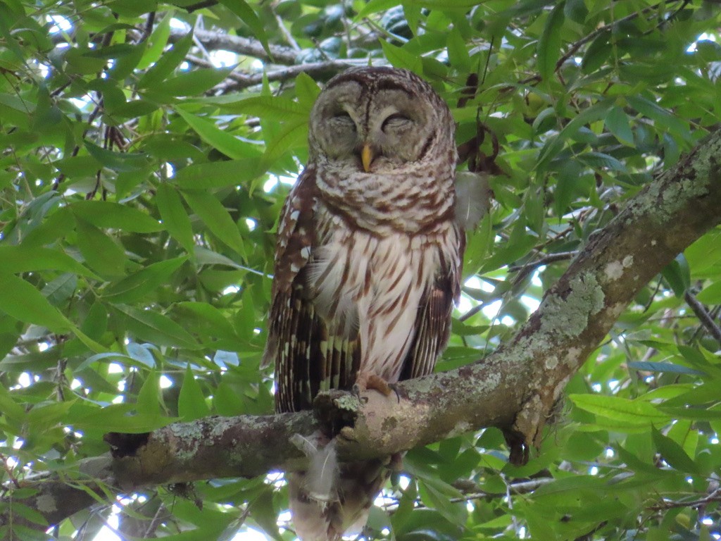 Barred Owl - ML643518624