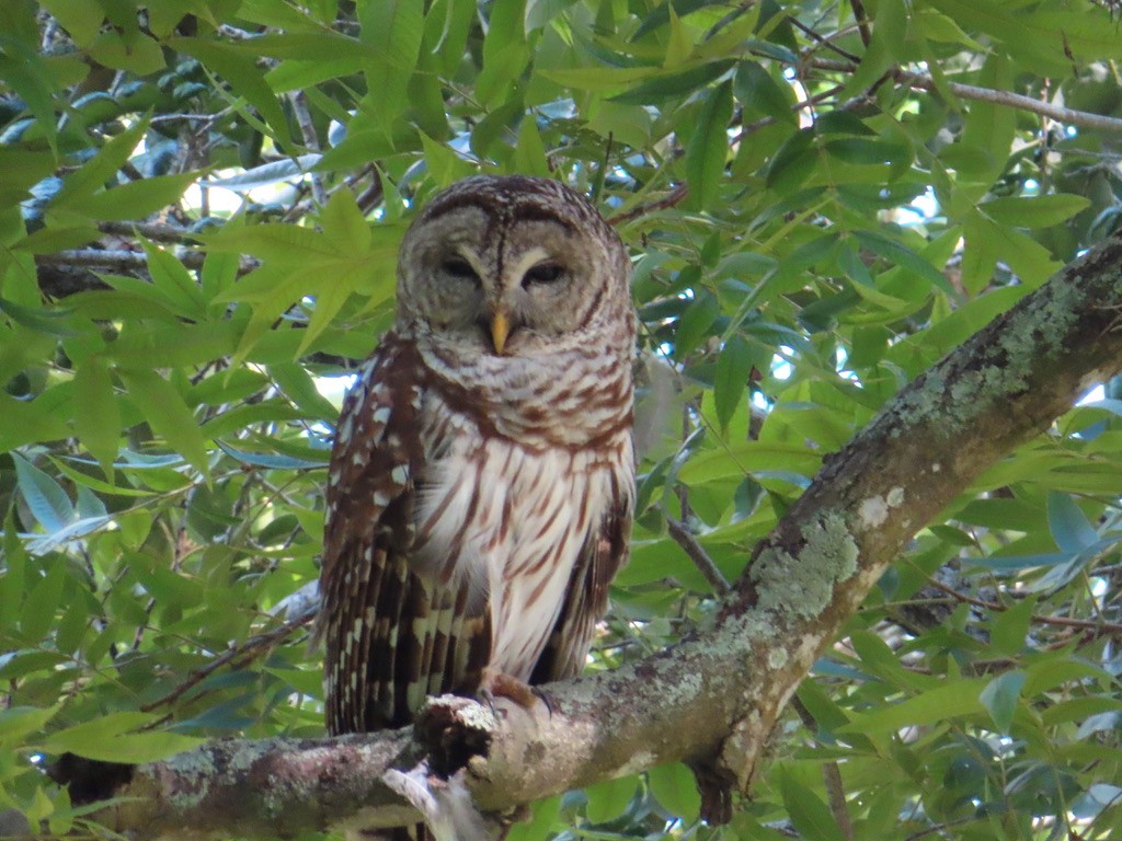 Barred Owl - ML643518626