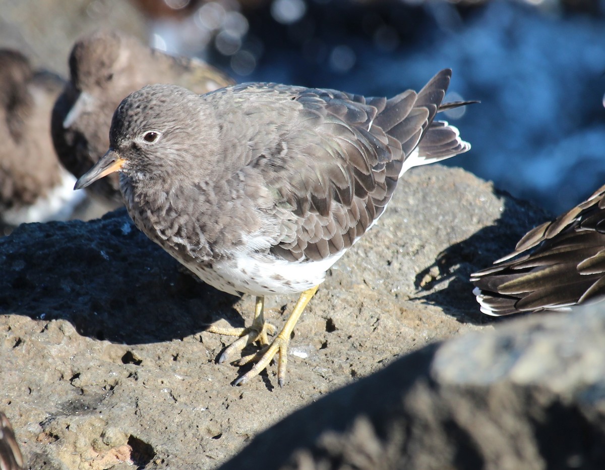 Surfbird - ML643518628