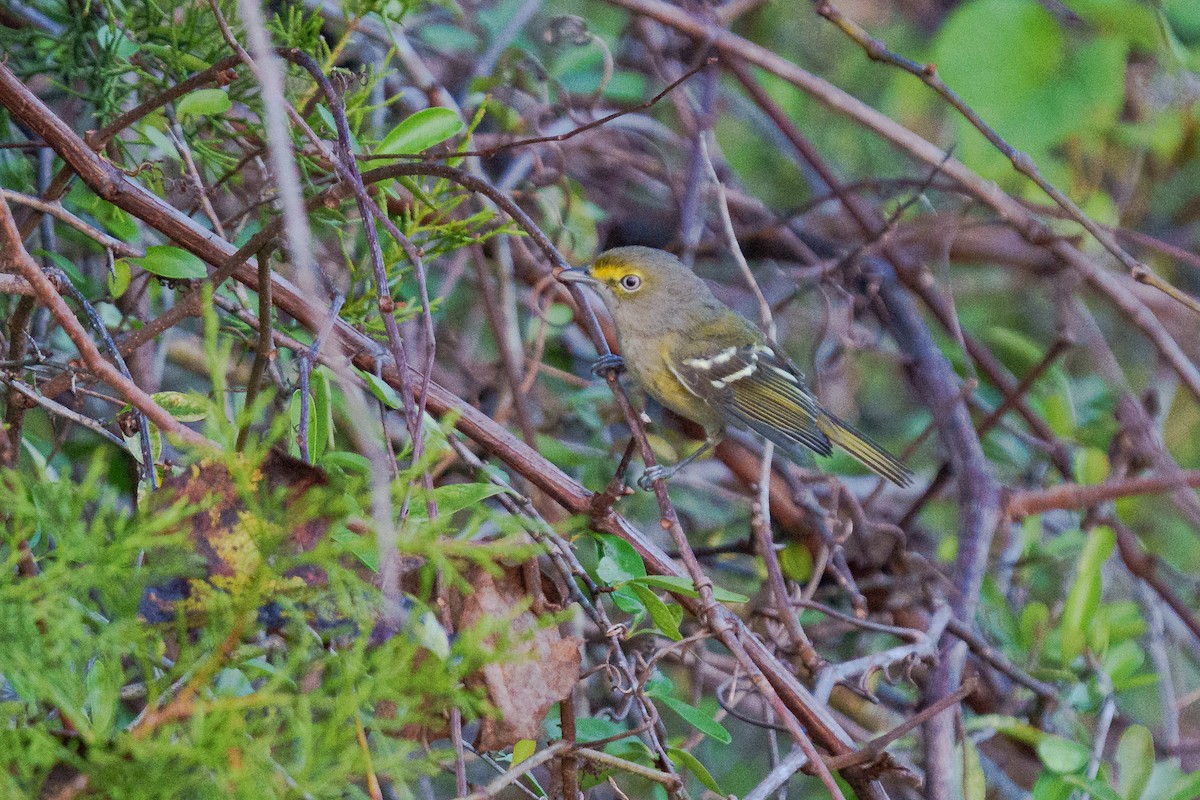 Vireo Ojiblanco - ML643518629