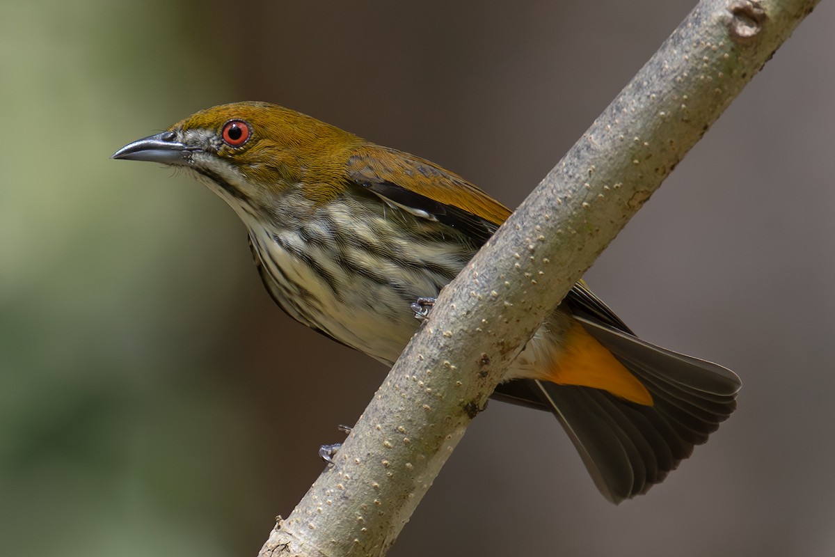 květozob prostý - ML643518643