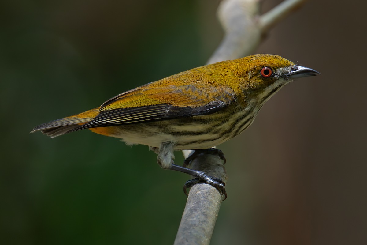 květozob prostý - ML643518644