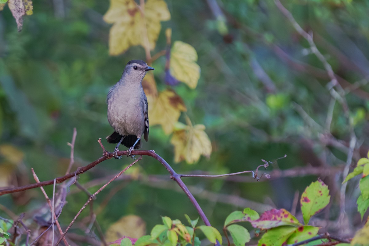 Gray Catbird - ML643518646