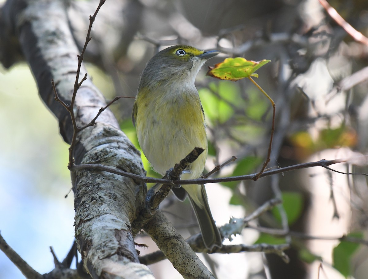 Vireo Ojiblanco - ML643518653