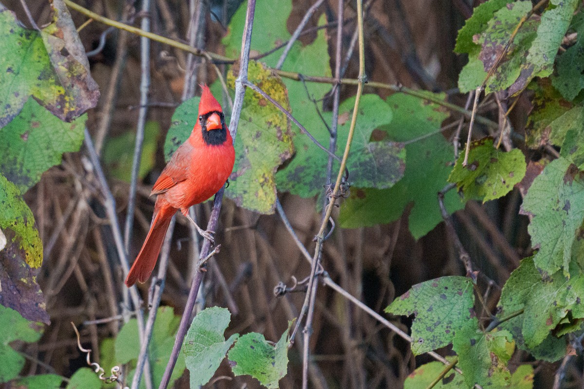 Northern Cardinal - ML643518670