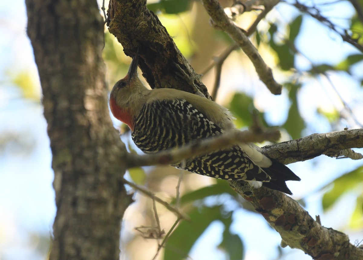 Red-bellied Woodpecker - ML643518681