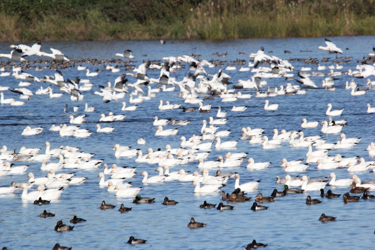 Snow Goose - ML643518690