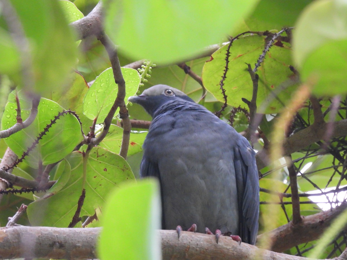 White-crowned Pigeon - ML643518692