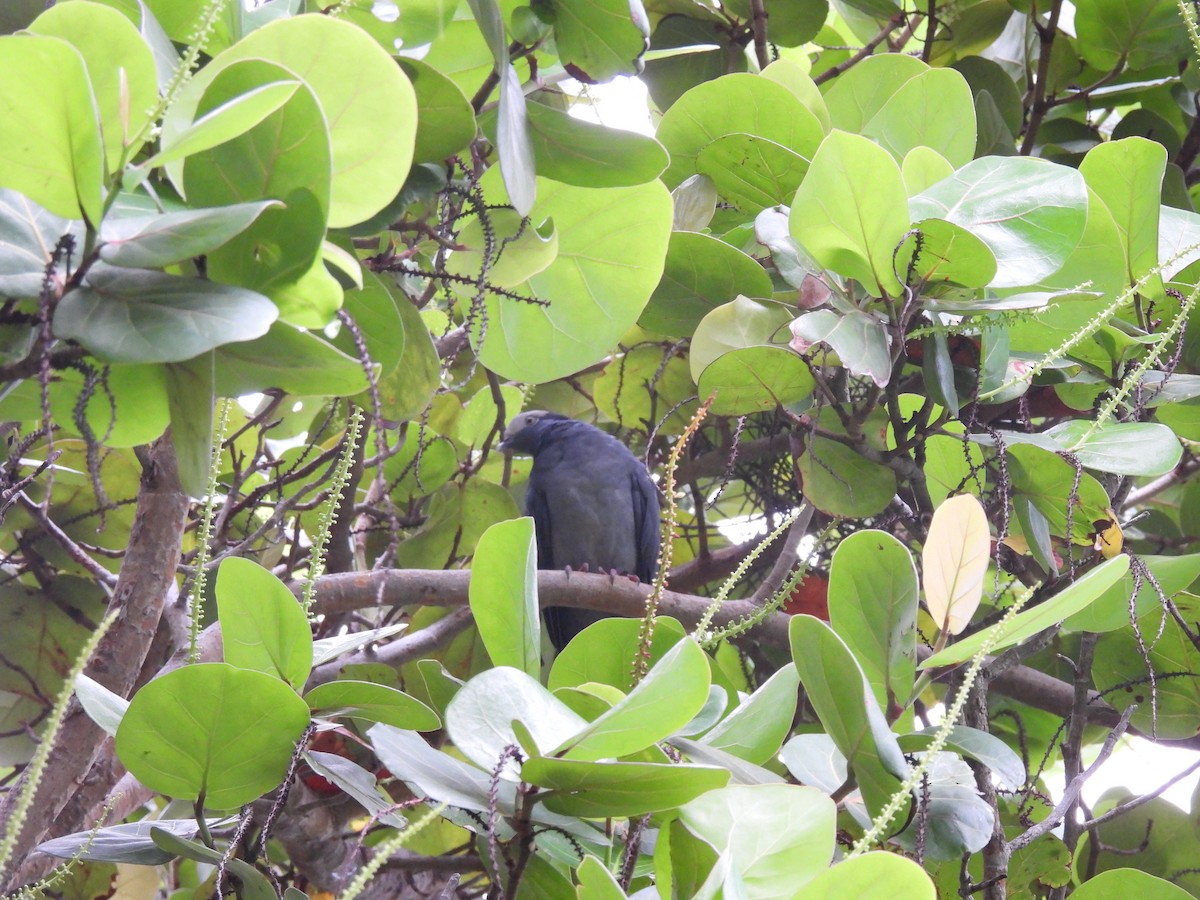 White-crowned Pigeon - ML643518694