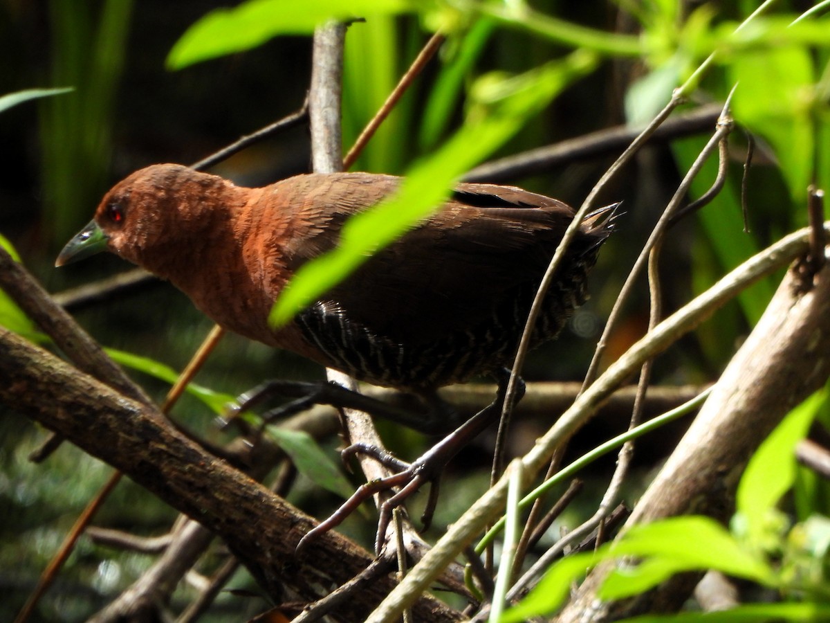 White-throated Crake - ML643518695