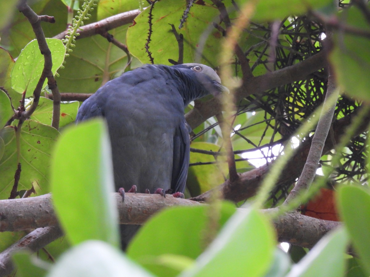 White-crowned Pigeon - ML643518696