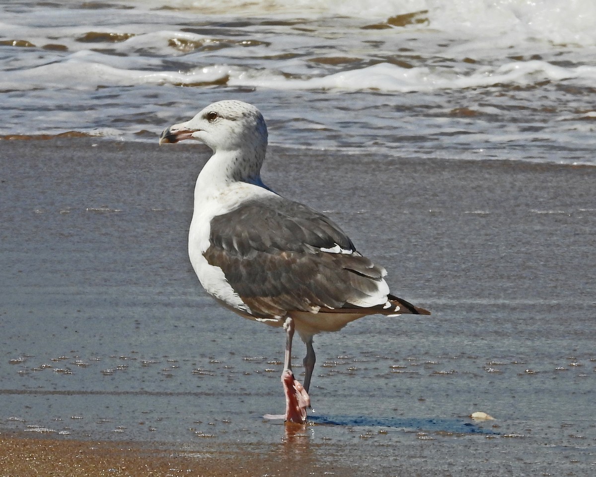 Great Black-backed Gull - ML643518702
