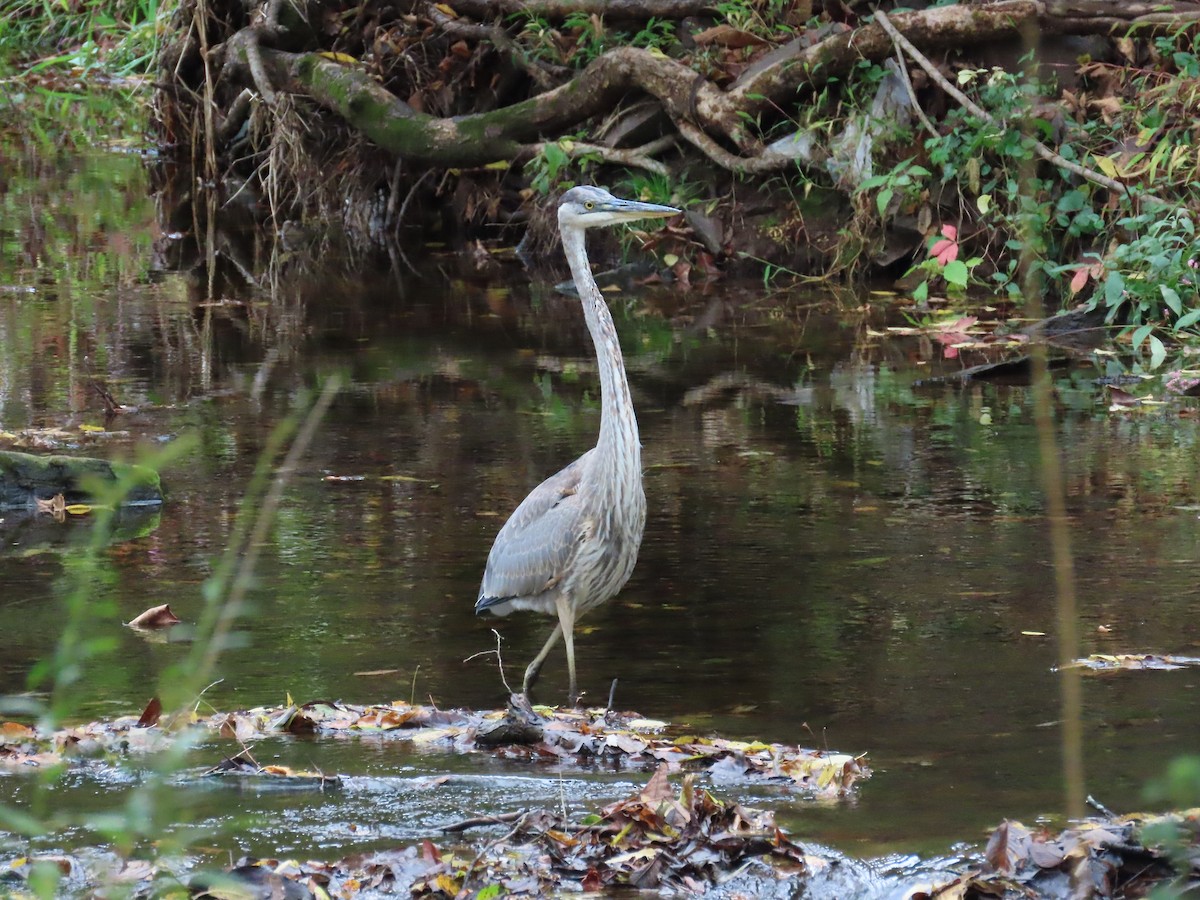 Great Blue Heron - ML643518705
