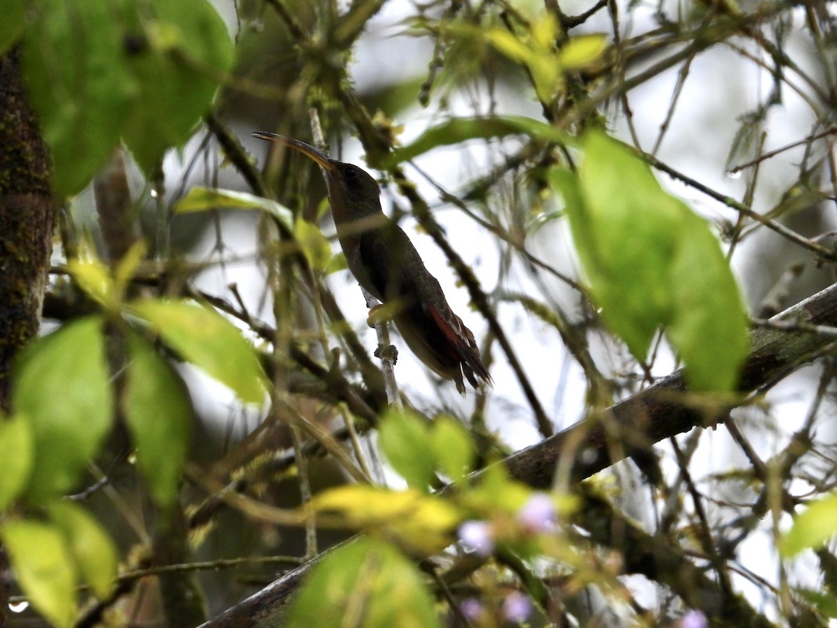 Rufous-breasted Hermit - ML643518708