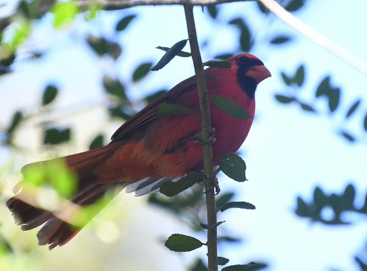 Northern Cardinal - ML643518712