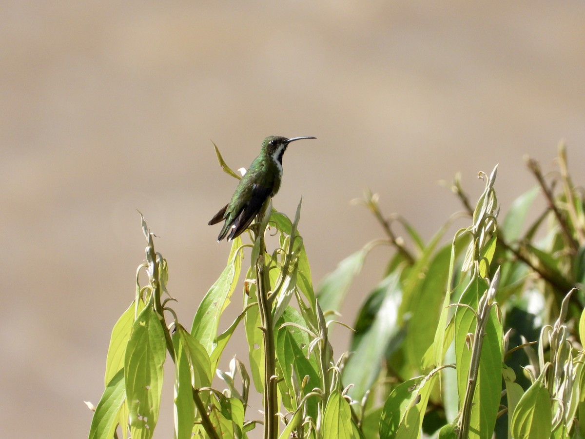 Schwarzbrust-Mangokolibri - ML643518731